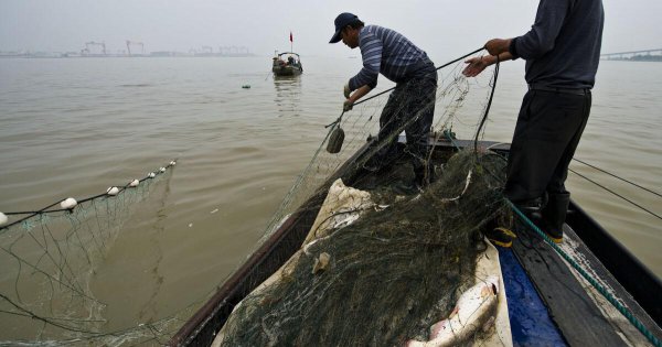 鮰鱼和鲶鱼一样脏吗