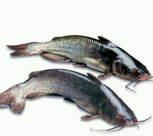 鮰鱼和鲶鱼一样脏吗