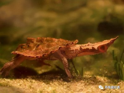 乌龟多久喂一次 乌龟正常情况下多长时间进食一次