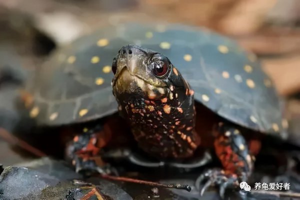 乌龟多久喂一次