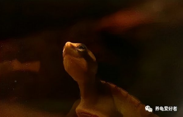 乌龟多久喂一次