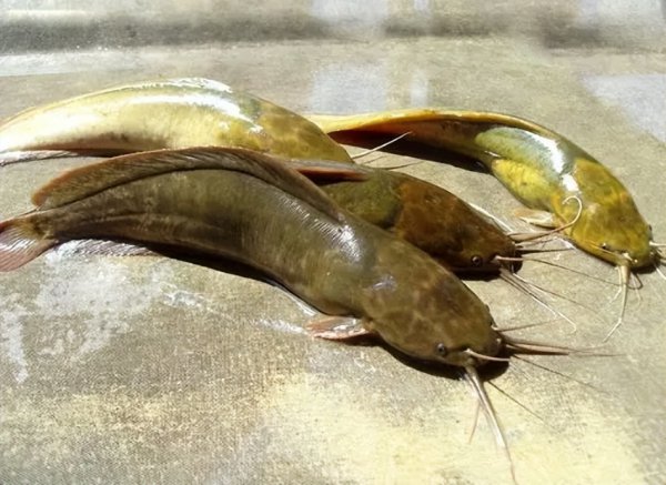 鲶鱼吃什么食物生存