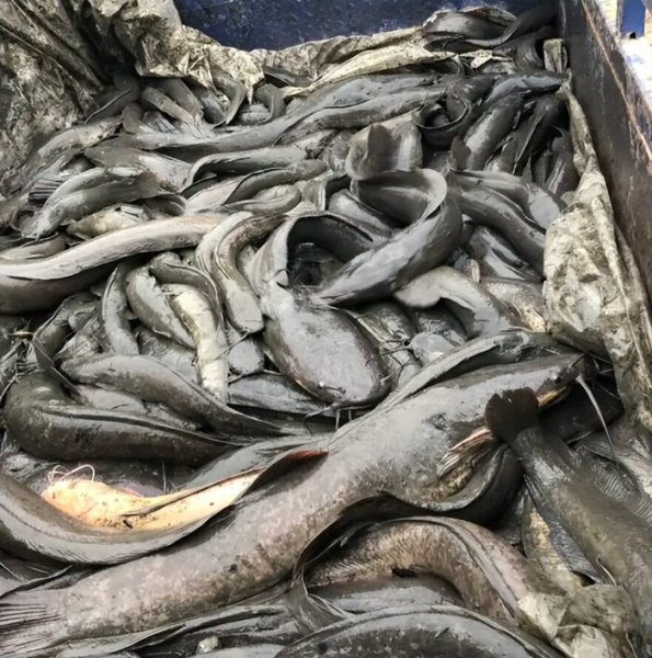 鲶鱼吃什么食物生存