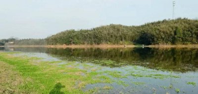 春季钓翘嘴鱼的最佳水深 开春钓翘嘴水深多少合适