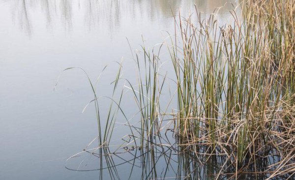 春季钓翘嘴鱼的最佳水深
