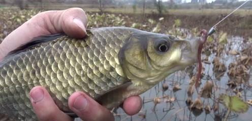 春季钓翘嘴鱼的最佳水深