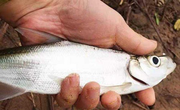 春季钓翘嘴鱼的最佳水深