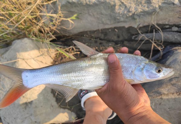 春季钓翘嘴鱼的最佳水深