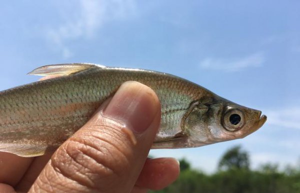 春季钓翘嘴鱼的最佳水深