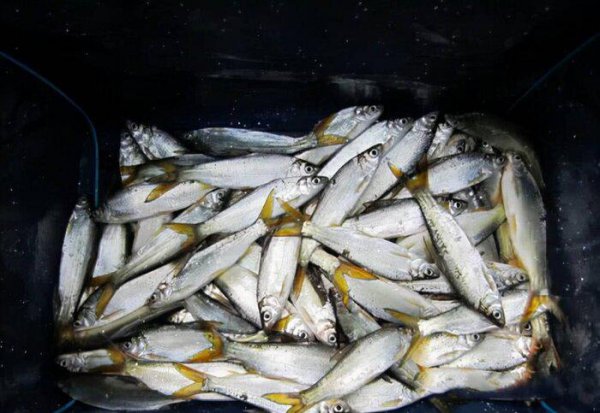 春季钓翘嘴鱼的最佳水深