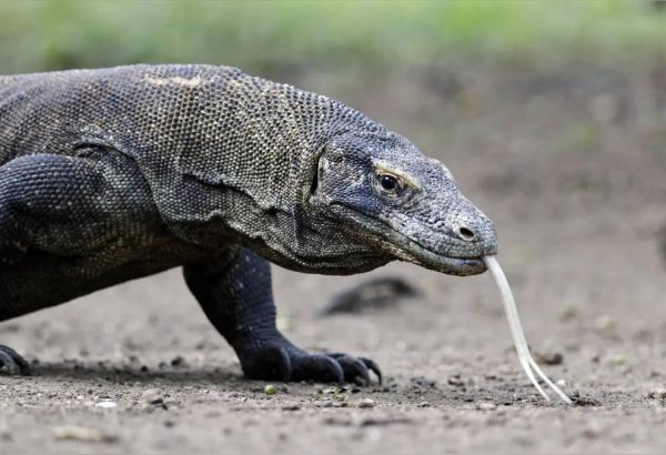 巨型蜥蜴位于哪里