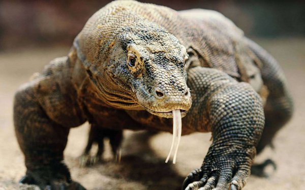 巨型蜥蜴位于哪里