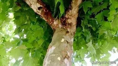 门前有水塘的风水好吗