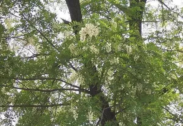 门前有水塘的风水好吗