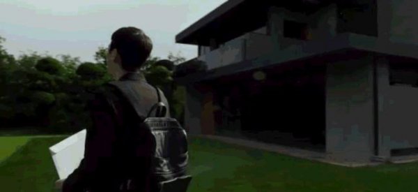 什么树当围墙最好