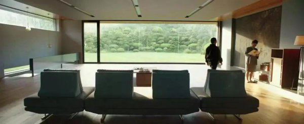 什么树当围墙最好