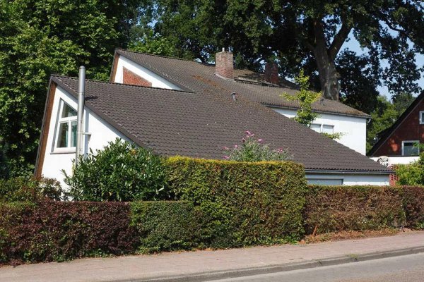 什么树当围墙最好