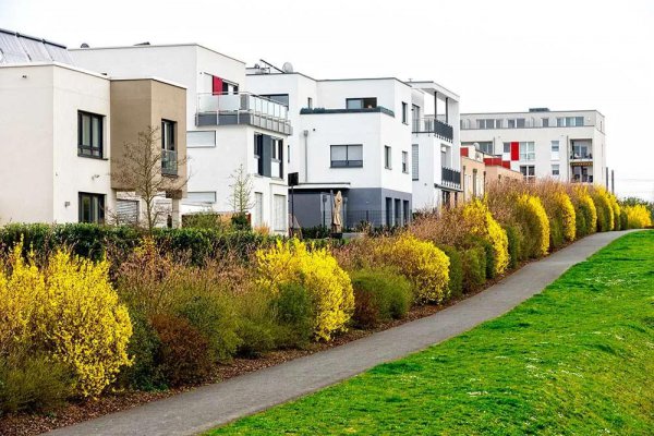 什么树当围墙最好