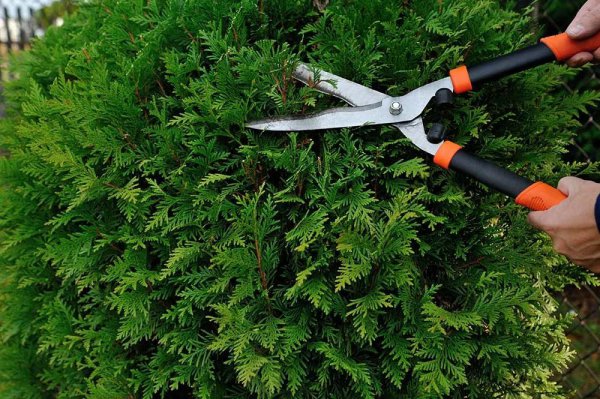 什么树当围墙最好