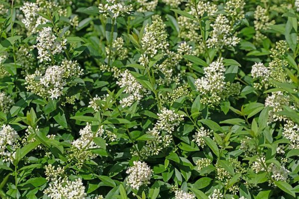 什么树当围墙最好