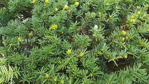 什么树当围墙最好