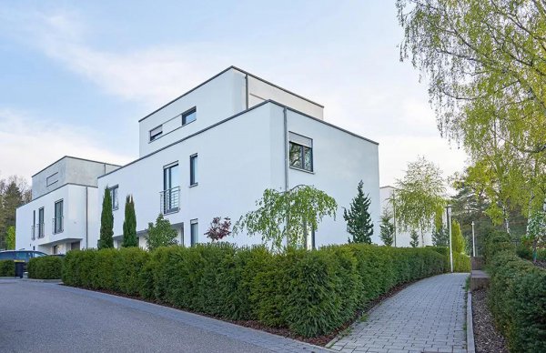 什么树当围墙最好