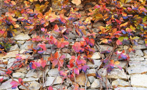 坟前种什么花风水最好