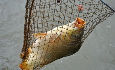 黑坑偷驴调漂的正确方法 详解黑坑偷驴浮漂调钓技巧