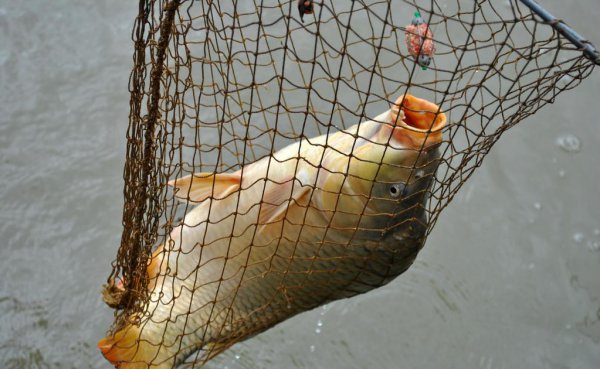 黑坑偷驴调漂的正确方法