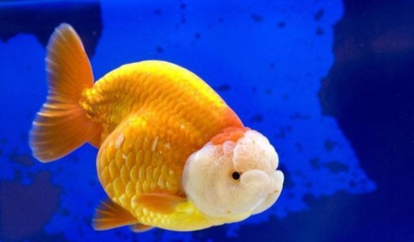 金鱼的寓意有哪些