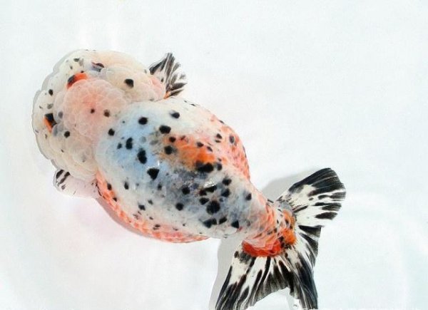 金鱼的寓意有哪些