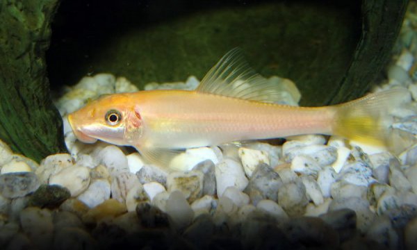 青苔鼠鱼清缸作用大吗