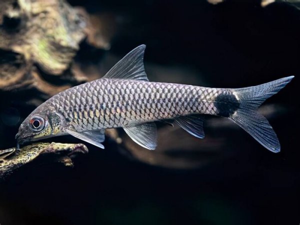 青苔鼠鱼清缸作用大吗