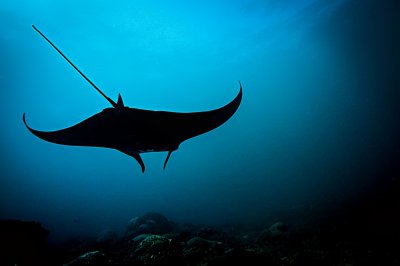 深海manta是什么鱼 manta鱼就是魔鬼鱼吗