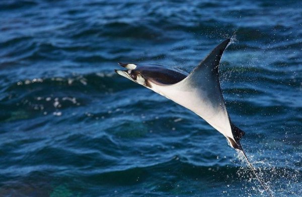 深海manta是什么鱼