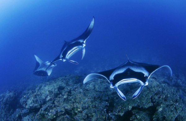 深海manta是什么鱼