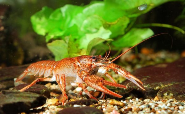 地笼抓黄鳝放什么饵料