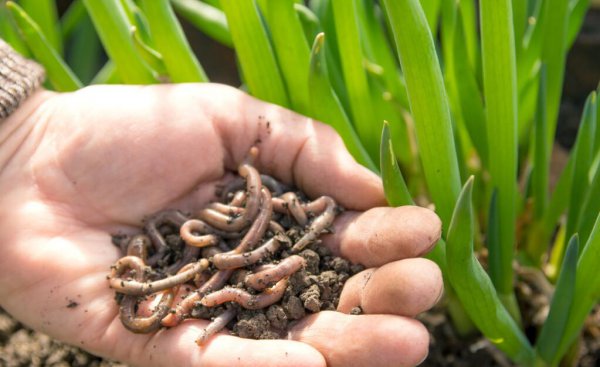 地笼抓黄鳝放什么饵料