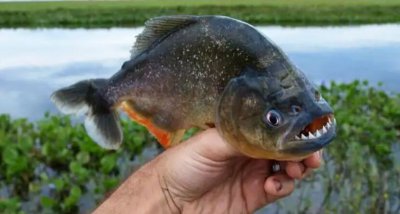 亚马逊食人鱼是什么鱼 食人鱼为什么没有称霸亚马逊河