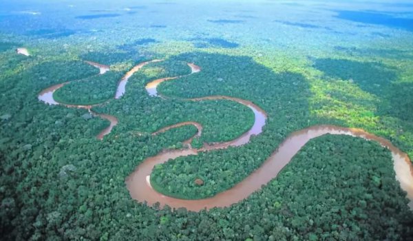 亚马逊食人鱼是什么鱼