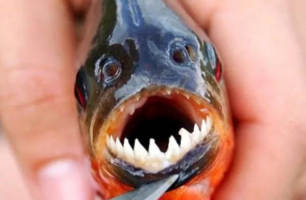 亚马逊食人鱼是什么鱼