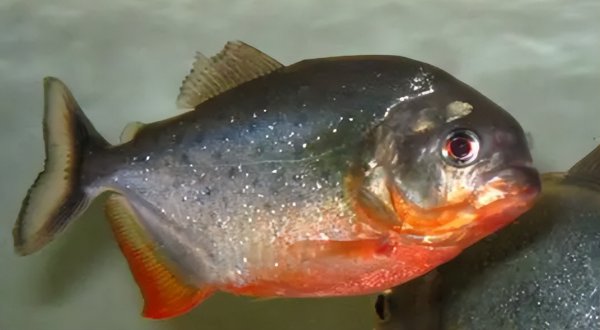 亚马逊食人鱼是什么鱼