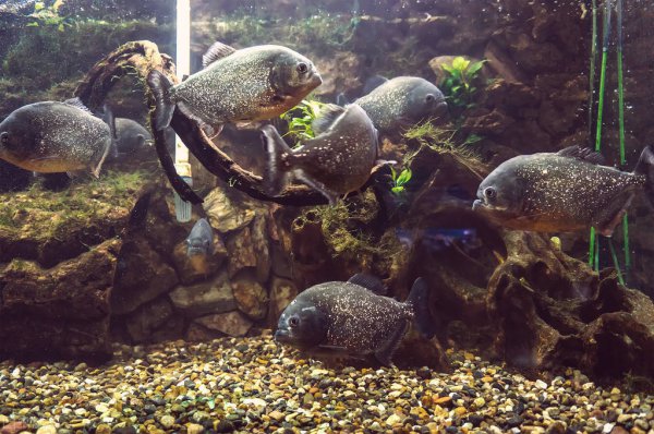 亚马逊食人鱼是什么鱼