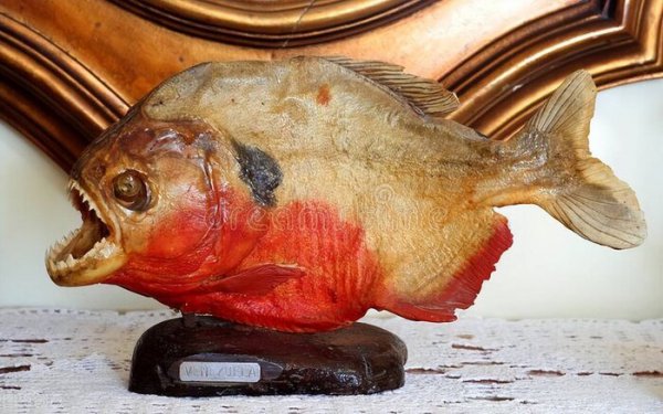 亚马逊食人鱼是什么鱼