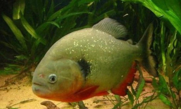 亚马逊食人鱼是什么鱼