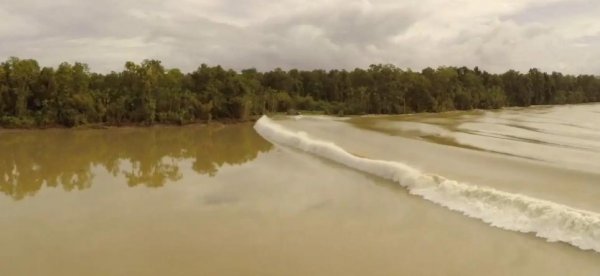亚马逊食人鱼是什么鱼