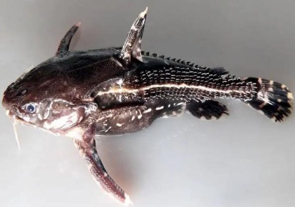 亚马逊食人鱼是什么鱼