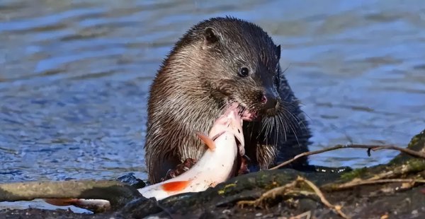 亚马逊食人鱼是什么鱼