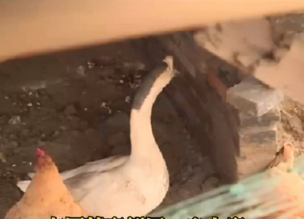 农村的鹅的寿命有多长