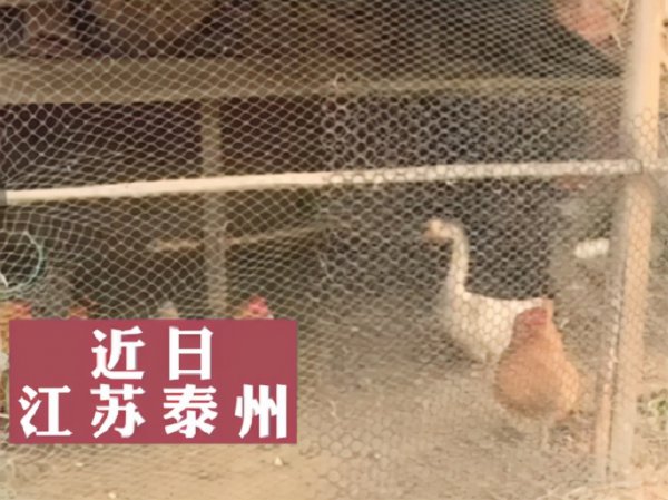 农村的鹅的寿命有多长